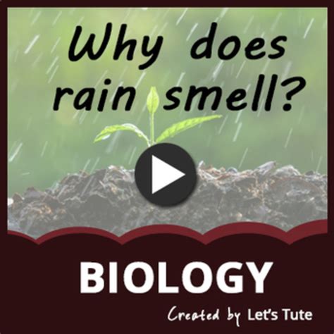 Why Does Rain Smell Biology Science By Letstute Tpt
