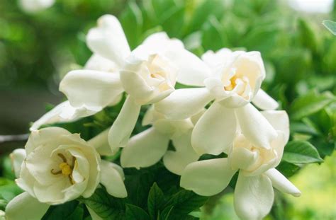 Gardenia Gardenia White Flowers Among The Most Famous Fragrances In The