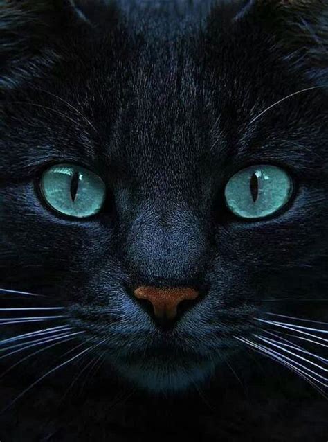 Black Cat With Amazing Green Eyes Animals Pinterest