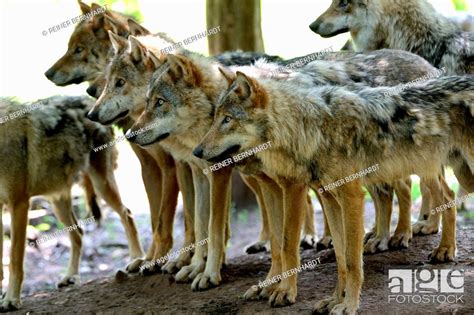 Canine Canis Lupus Endemic Animal Species European Wolf Protected