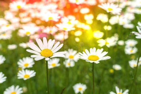 Summer Field Full Of Daisies Flower Stock Photo Image Of Field