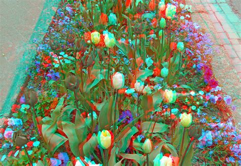 Tulips 3d Anaglyph Red Blue Or Cyan Glasses To View A Photo On