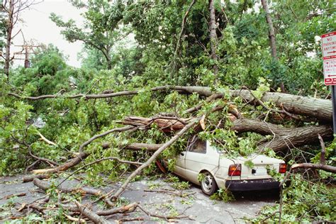 Tree Falling On A Car Insurance Claims