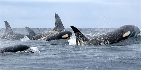 Southern Resident Killer Whale Marine Mammal Commission