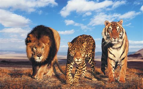 Lion Vs Leopard Vs Tiger Wallpaper Hd Tapandaola111