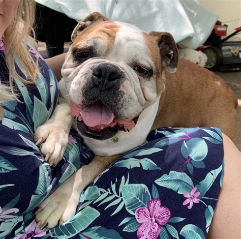 Each bulldog in the program is lovingly cared for in a foster home until the perfect forever family for that specific dog is found. Ranger - Austin Bulldog Rescue