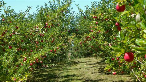 A Battle Over Antibiotics In Organic Apple And Pear Farming The Salt