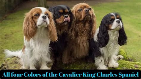 Cavalier Colors The Mesmerizing World Of Cavalier King Charles Spaniel