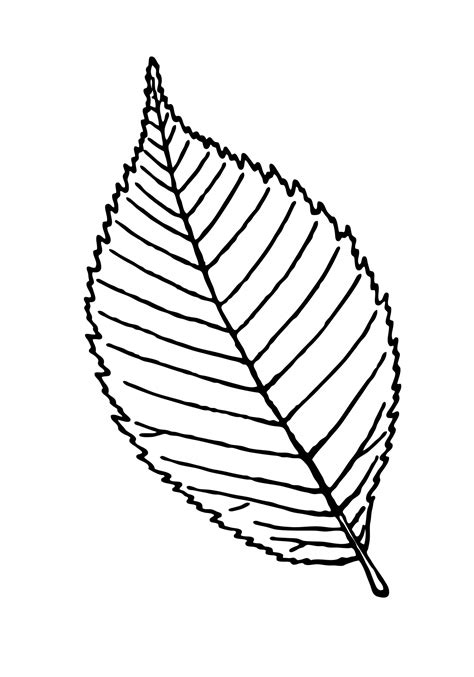 Leaf Outline Clipart Illustration Free Stock Photo Public Domain Pictures