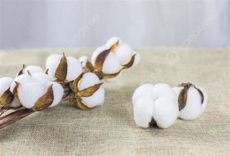 Xinjiang Cotton Daytime Cotton Indoor Flat Photograph With Picture