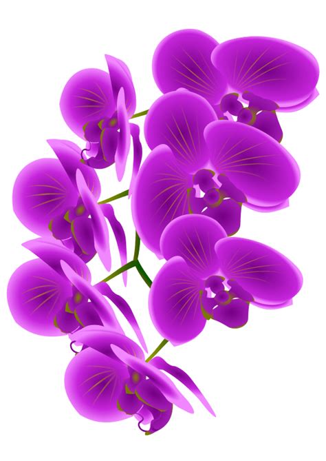 Bunga Anggrek Kartun Burrell Pomerleau