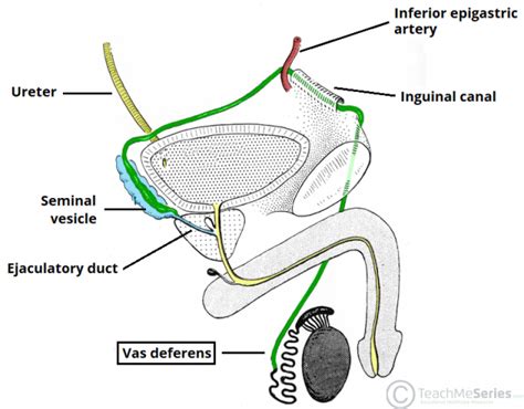The Spermatic Cord Course Fascia Contents Teachmeanatomy