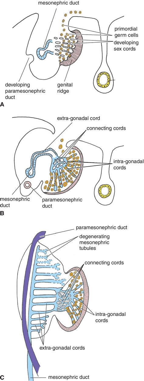 Male And Female Reproductive Systems Veterian Key