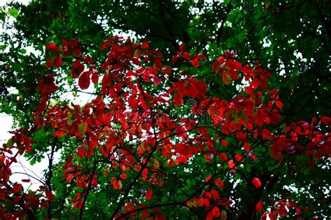 One Tree With Bright Red Autumn Leaves And Most Others Still Green