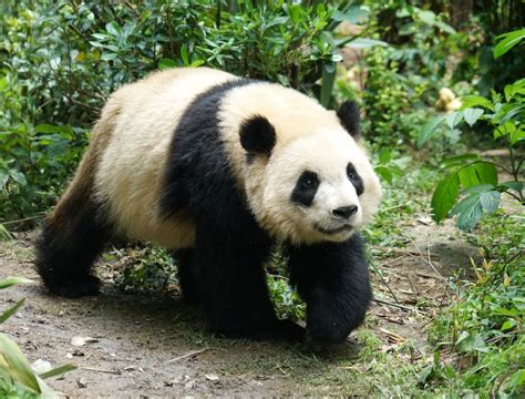 Ecological Corridor For The Reunion Of Giant Pandas In The Qinling