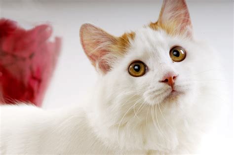 Hán tự form of thổ nhĩ kì (turkish). 土耳其梵猫图片大全 - 茶杯宠物网