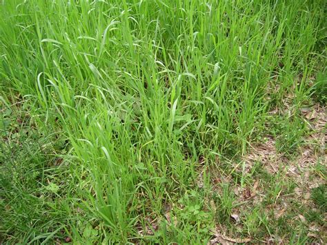 Find how to get my grass to grow. Fast growing grass to plant now (tree, concrete, yard, spring) - Garden -Trees, Grass, Lawn ...