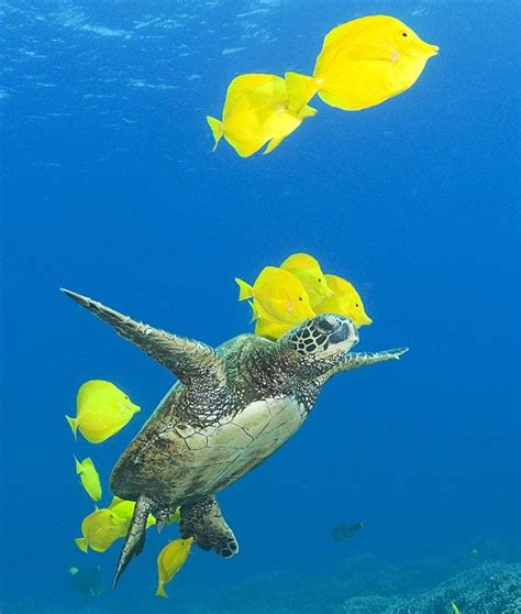 The Real Life Turtle Wax Fish Offer Sea Creatures A Swim Through Valet