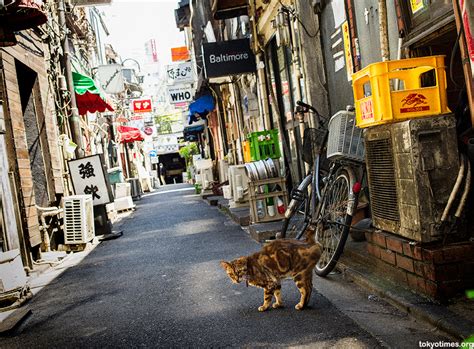 A Real Alley Cat — Tokyo Times