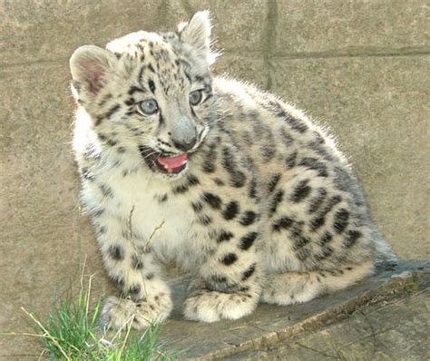 Baby Snow Leopard Baby Snow Leopard Leopard Cub Baby Animals Cute