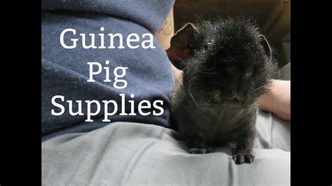 Guinea Pig Supplies Everything I Use Youtube