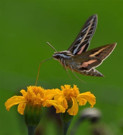 Humminbird Moth In My Garden Near Ashland Wisconsin Smithsonian