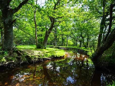 13 Of The Best Fairytale Forests In The Uk
