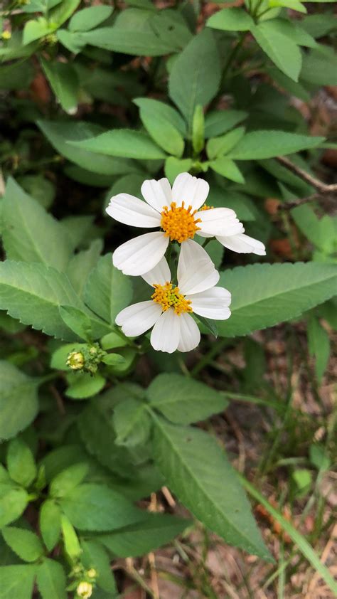 Bidens pilosa is an herbaceous plant found in south america that has been shown to have effects similar to retinol products, but without irritating the skin. Bidens Pilosa and Bidens Alba is there a difference?? I've ...