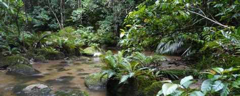 The Wonders Of The Wet Tropics World Heritage Area Australia Post