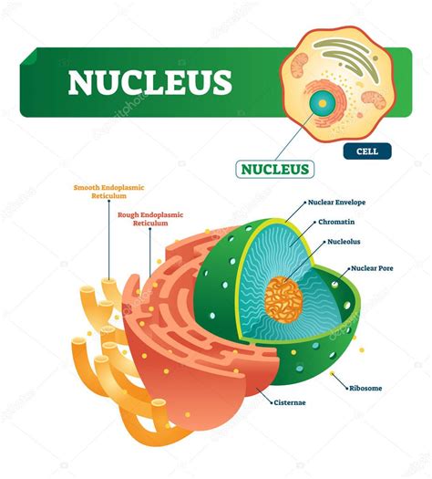 Ilustración Del Vector Del Núcleo Diagrama Etiquetado Con Estructura