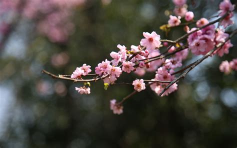 Download Wallpaper 3840x2400 Blur Bokeh Cherry Blossom Spring