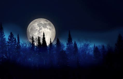 Moon Trees Night Landscape Silhouette Sky Fir Dark Mystical