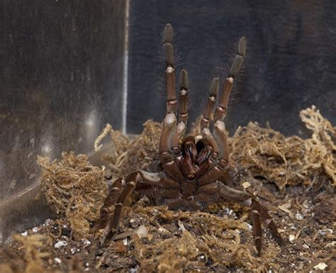 12 Awesome Spider Facts From A New Exhibit At The American