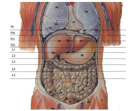 Abdominal And Pelvic Cavity Thoracic Duct Serous Membrane Body Tissues
