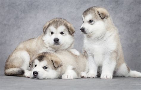 Alaskan Malamute Puppies Cute Pictures And Facts Dogtime Alaskan