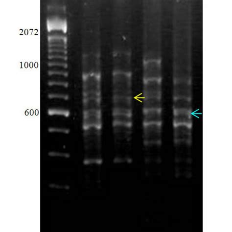 Diatraea Saccharalis Sex Molecular Marker The Amplicon Of ~700 Bp