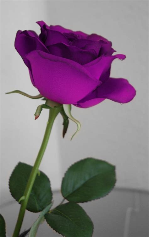 Purple Stem Rose Flores Exoticas Pinterest