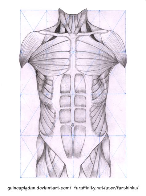 In this lesson we learn how to draw the torso muscles, which include the love handles. Torso muscles by GuineaPigDan on DeviantArt