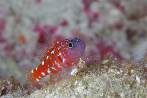 Dwarf Goby One Of My Favorite Gobies Trimma Naudei This Flickr