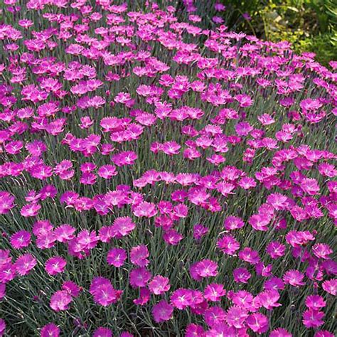 Top 10 Easy Perennial Plants To Grow From Seed Dengarden