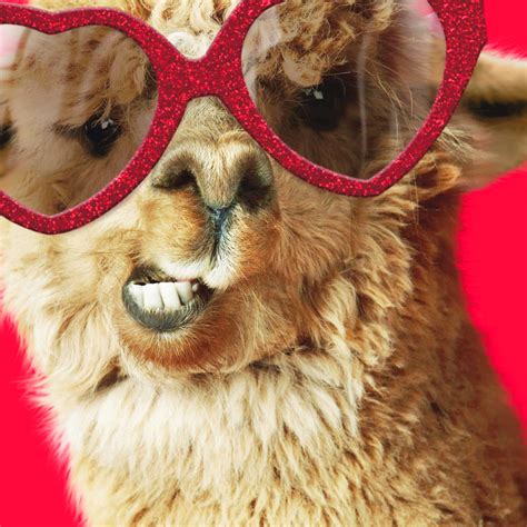 Llama Wearing Sunglasses Valentines Day Card Greeting Cards Hallmark
