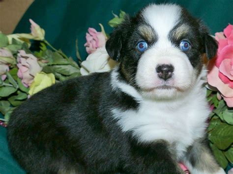 Champion Aussies Australian Shepherd Puppies For Sale