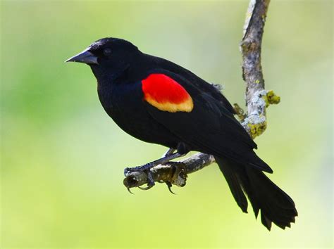 World Beautiful Birds Red Winged Blackbirds Interesting Facts