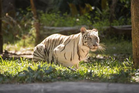 The White Tiger Resting Stock Image Image Of India Hunter 69273153