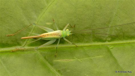 Cricket Cyrtoxipha Sp Gryllidae Id By Oscar Javier Cade Flickr