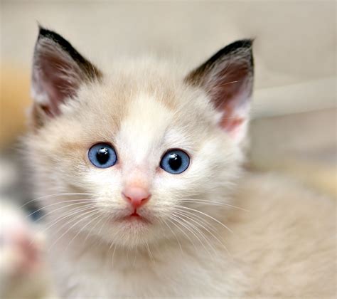 Blue Eyed Kitten By Josh Norem 500px Beautiful Cats Cats Cute Animals