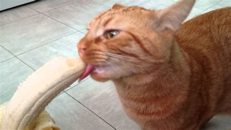Mao The Cat Eating A Banana Orange Tabby Cats Cute Memes Tabby Cat
