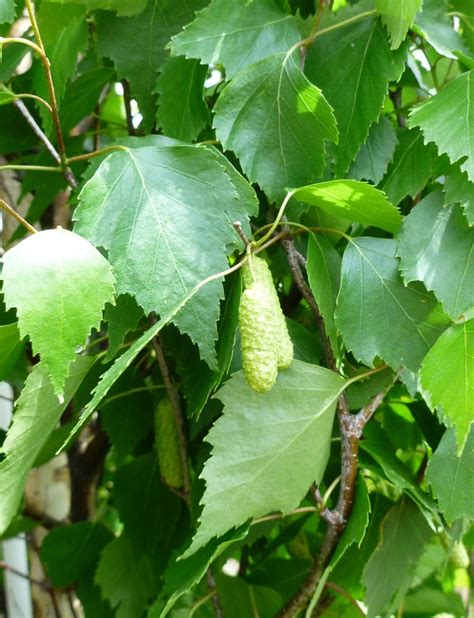 Betula Pendula Fastigiata Pyramidal European Birch From Garden Center