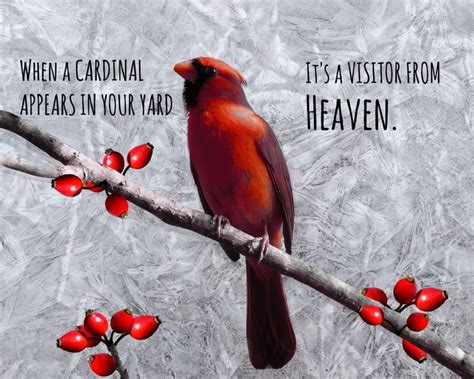 Cardinal Visitor From Heaven Poster Add Message And Name Cardinal