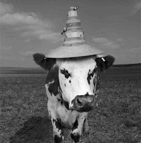 this model really is a heifer jean baptiste mondino s cow photos for a oh la vache if it s
